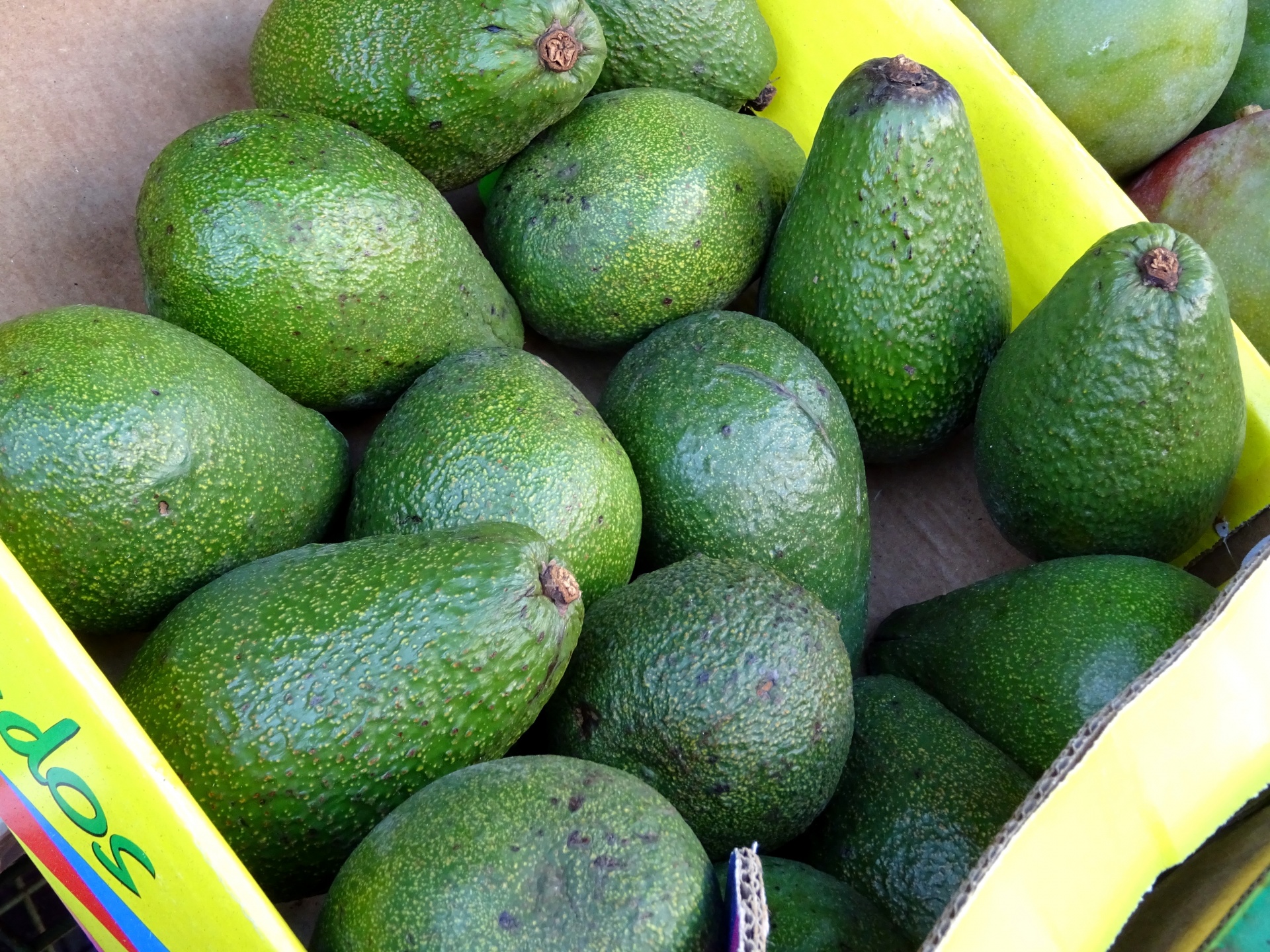 box-of-avocados