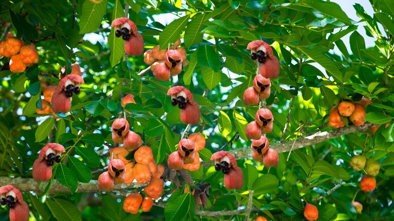 Ackee trees