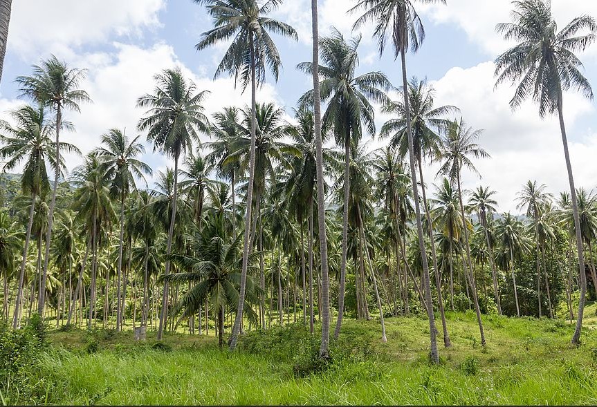 Overview, Mission and Values