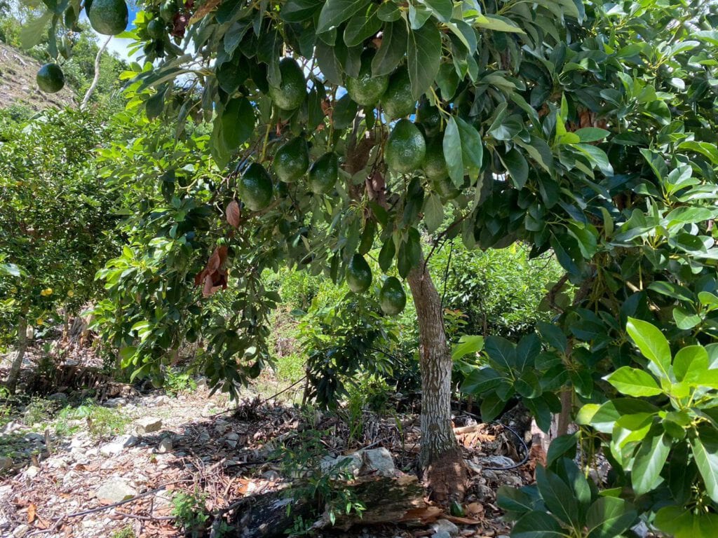 Avocado tree